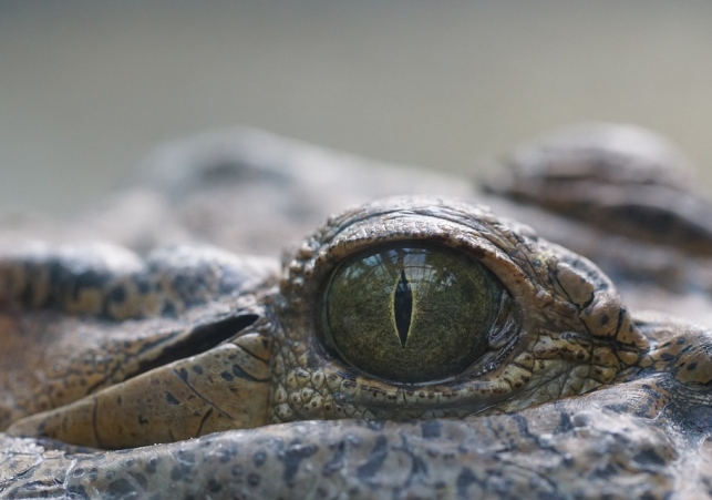 skamienialosc krokodyla z malym dinozaurem