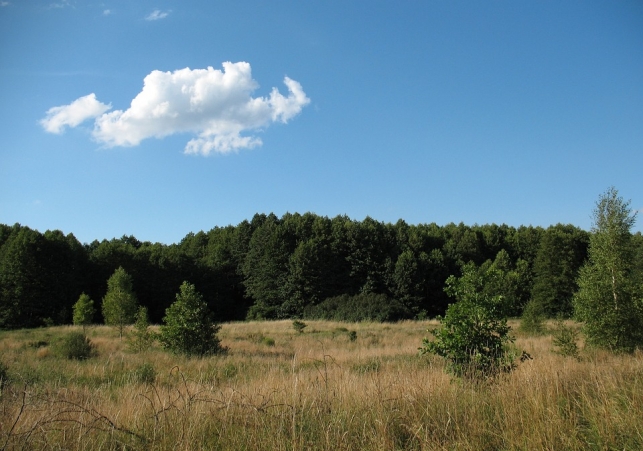 puszcza kampinowska