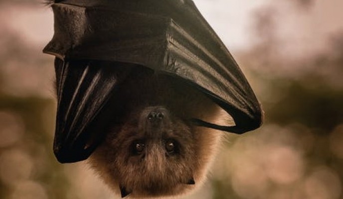 pexels-photo-57886622321