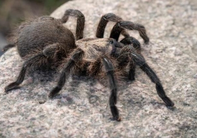 tarantula