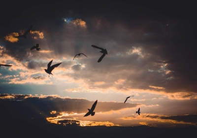 obraczkowanie ptakow